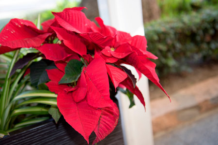 Poinsettia Decorations in Nerja on the Costa del Sol Spainの写真素材