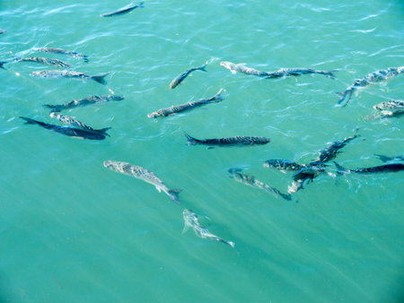 Fish in the Marina in the Stylist Town of Marbella on the Costa del Sol in Andalucia Spainのeditorial素材