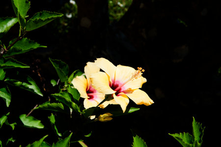 The Monserrate Palace Portuguese: Palcio de Monserrate is an exotic palatial villa located near Sintra, Portugal, the traditional summer resort of the Portuguese courtのeditorial素材