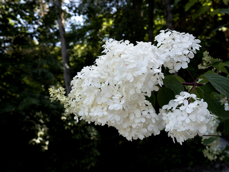 Monserrate Palace is an exotic palatial villa and Gardens located in Sintra, Portugal, the traditional summer resort of the Nobilityの写真素材