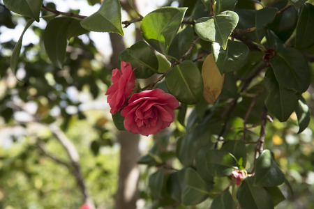 Camellia Flower in Sorrento Italyの写真素材