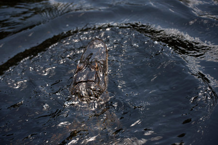 Alligator on a swamp boat tour of the Bayous outside of New Orleans in Louisiana USA