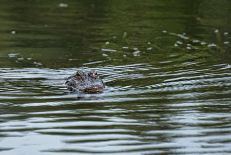 Alligator on a swamp boat tour of the Bayous outside of New Orleans in Louisiana USAの写真素材
