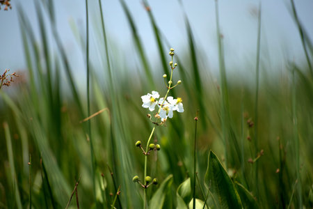 Flower on a swamp boat tour of the Bayous outside of New Orleans in Louisiana USAの写真素材