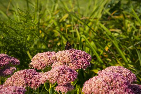 Flowers in the Garden of Royal Wawel Castle in Krakow Polandの写真素材