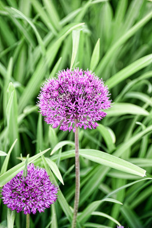 Allium Flower is one of the onion family of plants