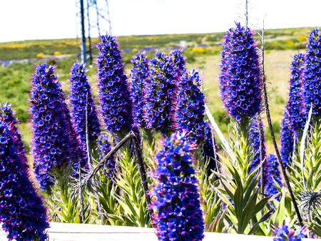 The predominating mountain flowers are spiky Pride of Madeira Flowers, Daisies , Broom and Agapanthusの写真素材