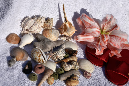 Amaryllis with shells,sandals and driftwood evoking Summer Holidaysの写真素材