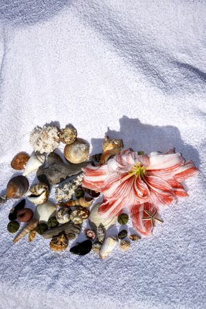 Still Life with Amaryllis flower, shells and beach towel evoking holiday on tropical islandsの写真素材