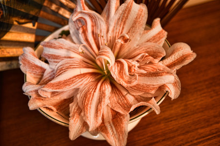 Still Life with Amaryllis flower and a Chinese Peacock Fanの写真素材