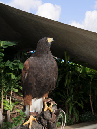 Harris Hawk in the grounds of a luxury Hotel in Funchal Madeira Portugalのeditorial素材