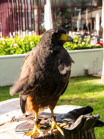 Harris Hawk in the grounds of a luxury Hotel in Funchal Madeira Portugalのeditorial素材