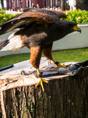 Harris Hawk in the grounds of a luxury Hotel in Funchal Madeira Portugalのeditorial素材