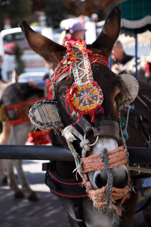 Donkey Taxi in Mijas which is one of the most beautiful 'white' villages of the Southern Spain area called Andaluciaのeditorial素材