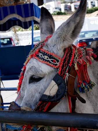 Donkey Taxi in Mijas which is one of the most beautiful 'white' villages of the Southern Spain area called Andaluciaのeditorial素材