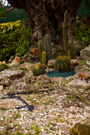 Garden in Sorrento Italyのeditorial素材