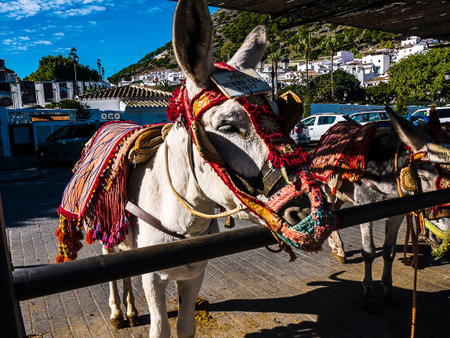 Donkey Taxis take tourists on short rides through the mountain village of Mijas in Andalucia. Authorities are supposed to monitor the animalâs welfareのeditorial素材