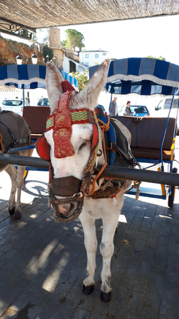 Donkey Taxis take tourists on short rides through the mountain village of Mijas in Andalucia. Authorities are supposed to monitor the animalâs welfareのeditorial素材