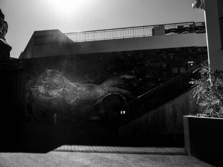 Graffiti of a seal on the harbour wall at Camara de Lobos on the island of Madeiraのeditorial素材