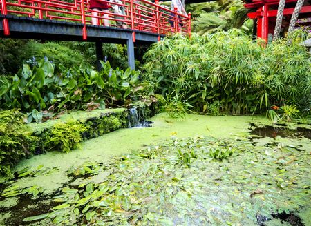 Tropical Garden at Monte above Funchal Madeiraのeditorial素材