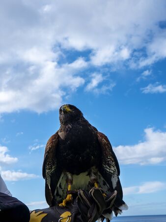 Harris Hawk in the grounds of a luxury Hotel in Funchal Madeira Portugal called Honey. She is trained to scare off feral pigeons and seagulls. Her handler carries her on a leather glove and she is quite tame as people are allowed to approach and stroke heのeditorial素材