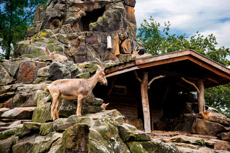 Ibex Mountain Goats  in the Zoological Garden in Berlin Germanyのeditorial素材