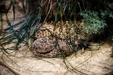 Coiled Snake possible a rattle snake  in the Zoological Garden in Berlin Germanyのeditorial素材