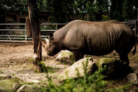 Rhinoceros  in the Zoological Garden in Berlin Germanyのeditorial素材