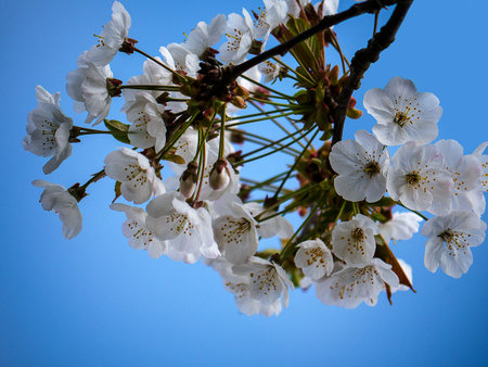 桜の葉っぱの写真 イラスト素材一覧 309 854件 ストックフォトのamanaimages Plus