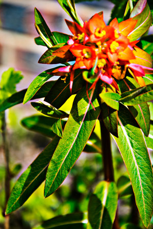 Orange flowering Euphorbia also commonly known as Splurge, perennial plant in an English garden....