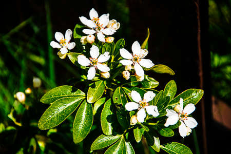 Choisya is a small genus of aromatic evergreen shrubs in the rue family, Rutaceae. Members of the genus are commonly known as Mexican orange due to the similarity of their flowers with those of the clの写真素材