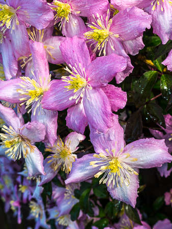 Vanilla scented, Clematis montana 'Rubens' is a very large deciduous climber with charming, single, pastel pink flowers, 2 inches acrossの写真素材
