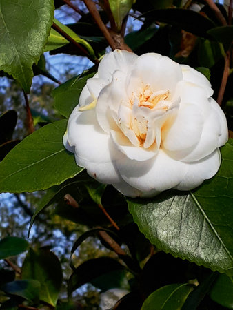 White camellia flower in the garden on a spring day.の写真素材