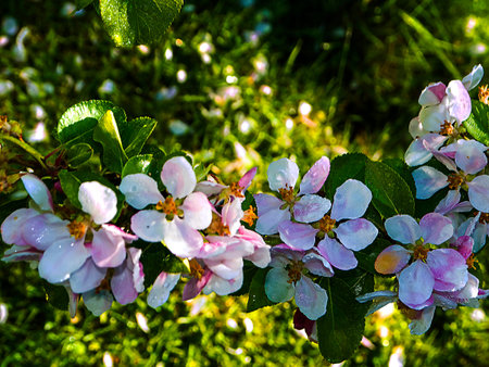 Apple blossom in the garden. Spring season. Selective focus.