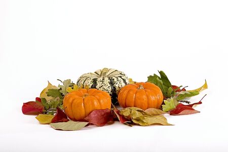 pumpkin arrangementの写真素材