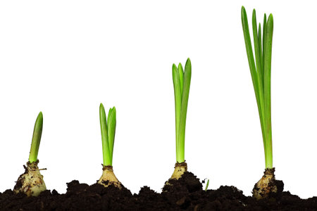 narcis bulbs germinating from soil on white backgroundの写真素材