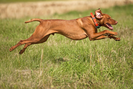 pointing dog jumping outdoors