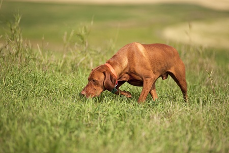 Pointing dog tracking in field の写真素材