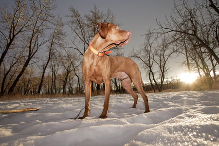 dog posing in the sunset