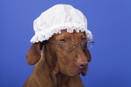 dog with garandma night cap and glasses on blue backgroundの写真素材