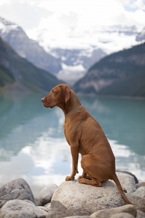 pure breed Hungarian Vizsla show dogg sitting outddors by mountain lakeの写真素材