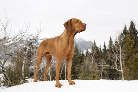 golden hunting dog standing on snow in the forest