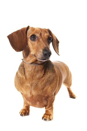 dachshund dog in studio isolated on white backgroundの写真素材