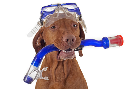 golden hunting  dog with snorkel on white backgroundの写真素材