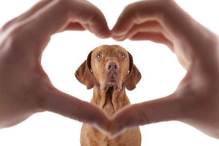human hand forming a heart shape frame in the foreground with a golden dog in the middle on white...