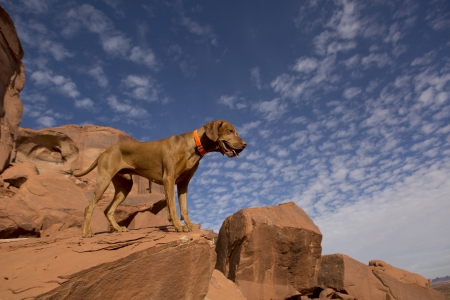 golden color hunting dog standing on the top of a red cliffの写真素材