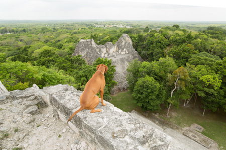 traveling purebred dog on the top of a Mayan temple in Becan,Campeche,MExicoの写真素材