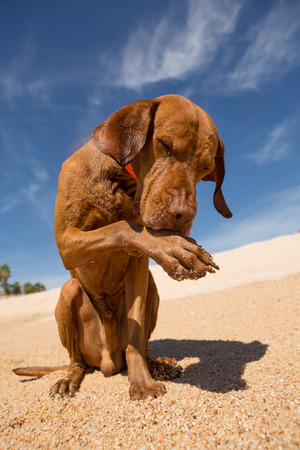 dog licking its paw after swimming in the sea sitting on the beachの写真素材