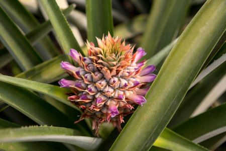 closeup of a flowering pineaple fruit in field in Hondurasの写真素材