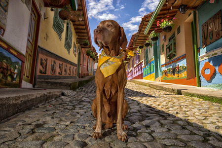 vizsla dog in Guatape Colombiaの写真素材